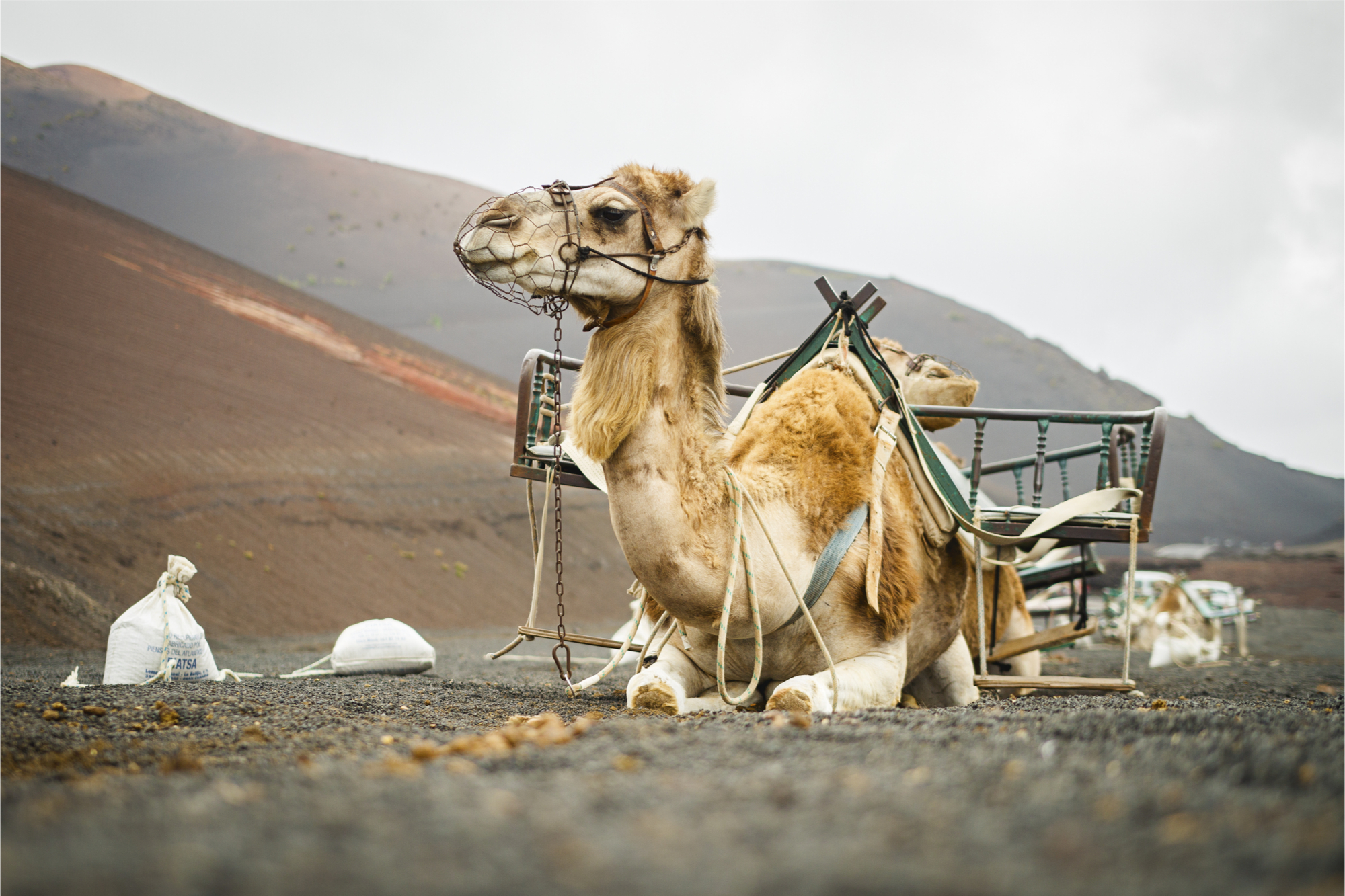 Take a Camel Ride