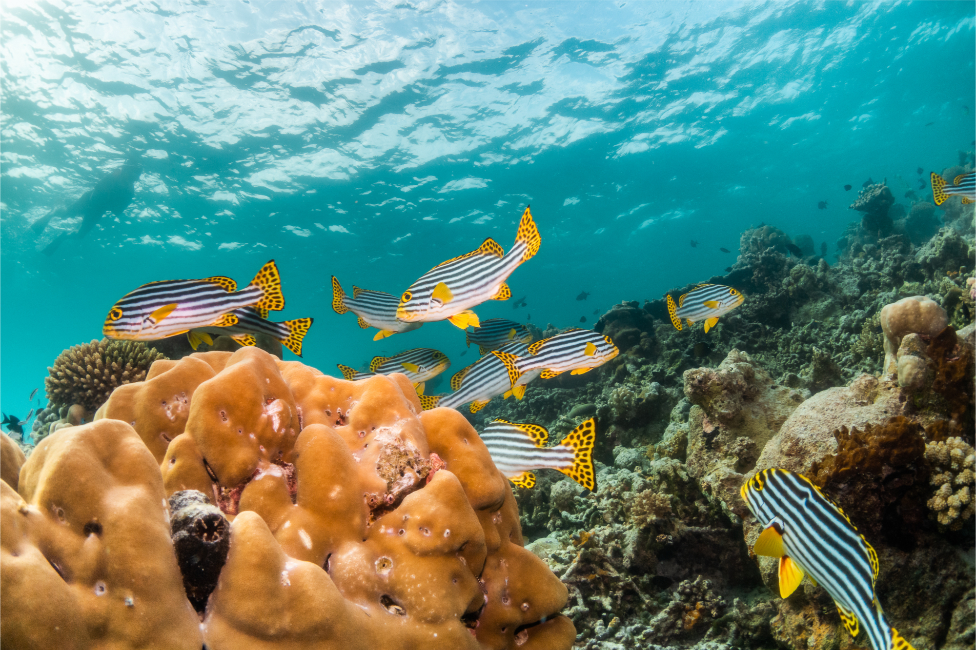 Lanzarote Aquatic Life